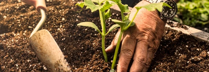 Person pflanzt Setzling mit Kelle